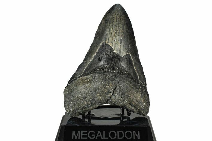 Fossil Megalodon Tooth - North Carolina #382587